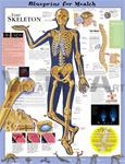 Blueprint for Health Your Skeleton Anatomical Chart